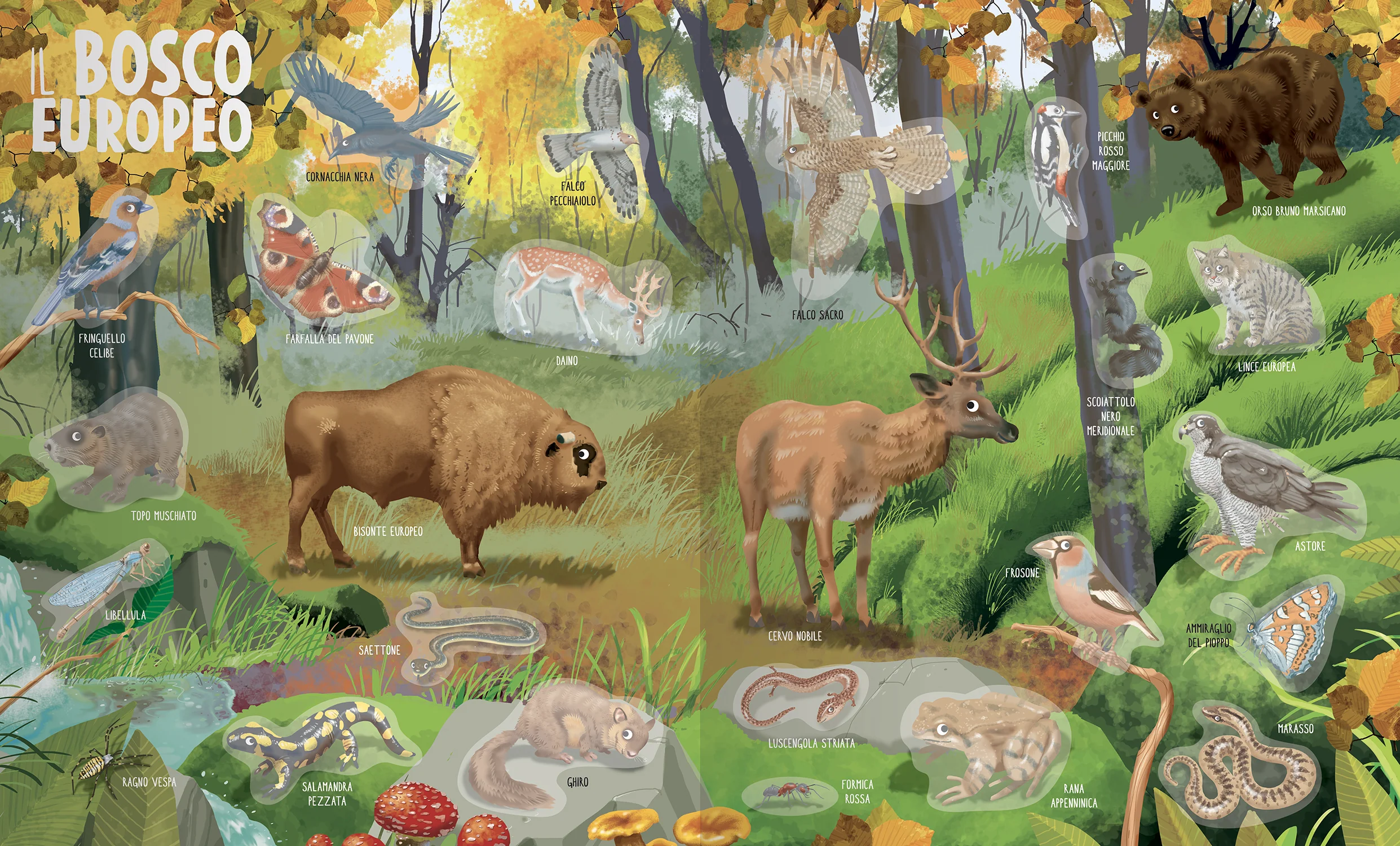Amici Animali - Image 4