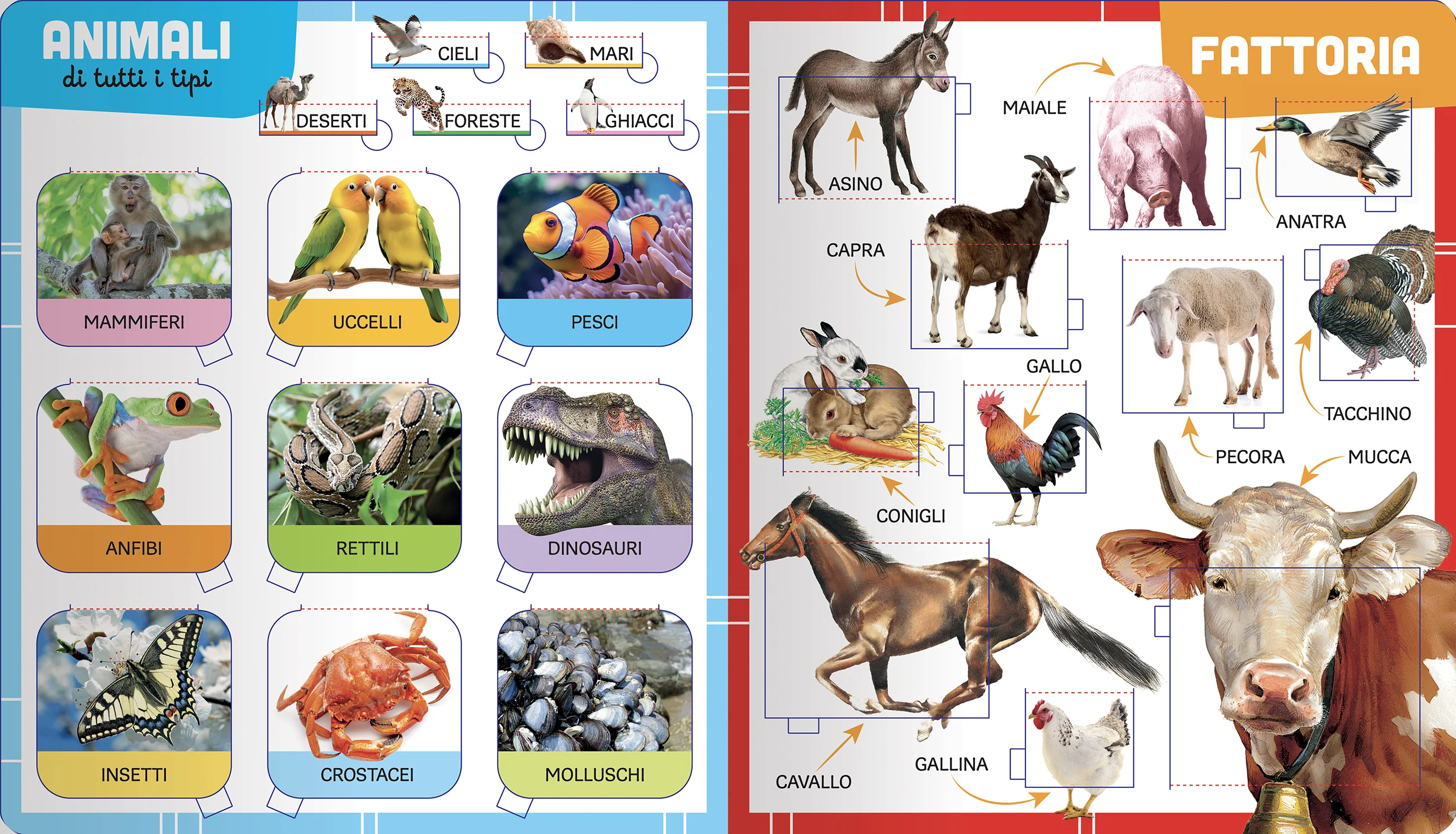 Animali - Image 3
