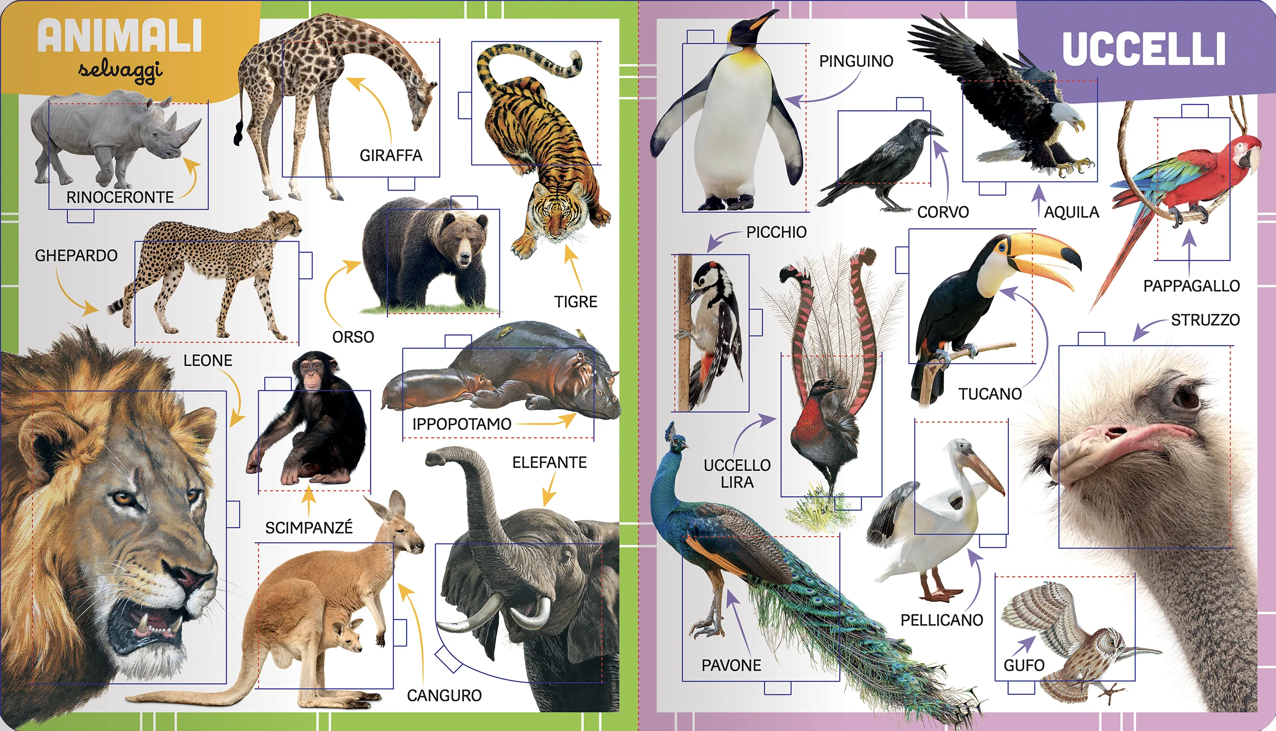 Animali - Image 4