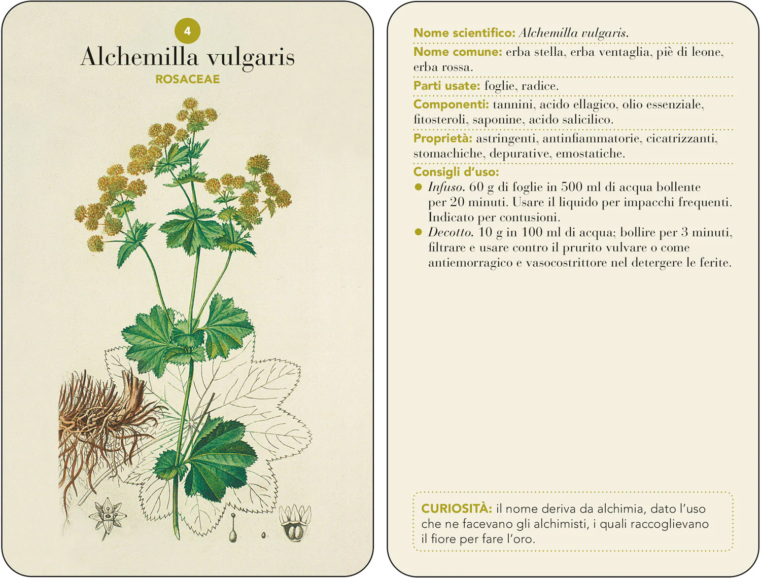 Erbario. 101 Schede per riconoscere le principali erbe curative e di uso alimentare - Image 3
