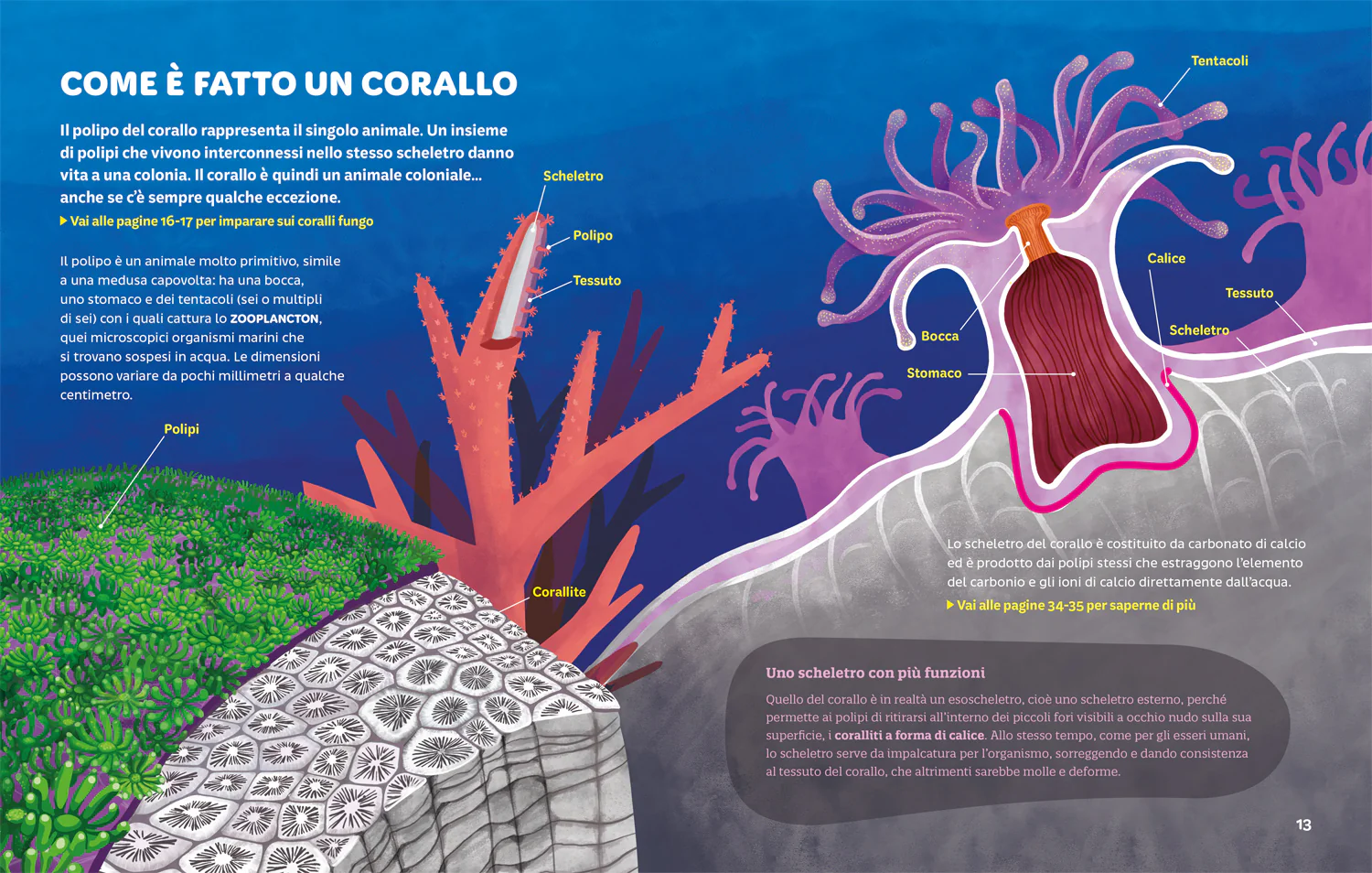 Foreste coralline. Un tesoro marino da preservare - Image 5